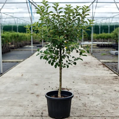 Malus domestica - Oude Appelboom (diverse rassen) - 45L pot - ca. 1,5-2,5m