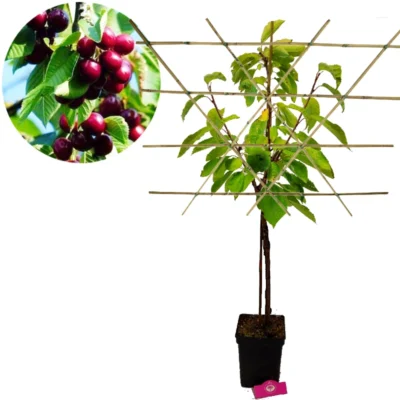 Prunus avium 'Kordia' Kersenboom, leipakket, 5 liter pot