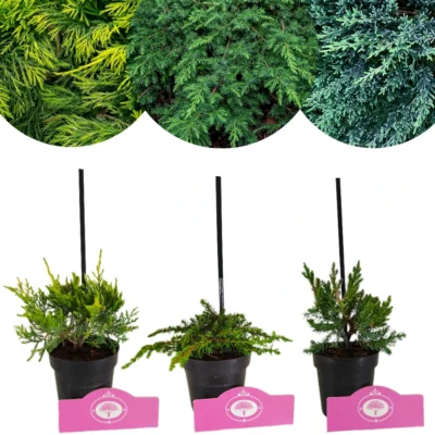 Set van 3 Jeneverbessen - 'Green carpet', 'Old Gold', 'Blue Carpet' – 9cm pot