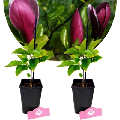 Set van 2 Magnolia liliiflora 'Nigra' – Hoogte 25cm – 11cm pot