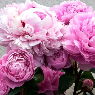 Paeonia lactiflora 'Sarah Bernhardt' - Pioenroos - Wortelgoed - 5 stuks