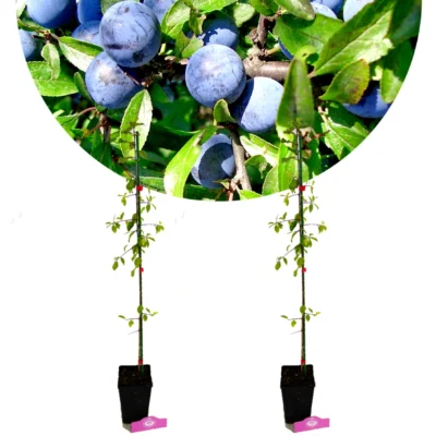 Set van 2 Sleedoorn - Prunus spinosa - Hoogte 60cm - 9cm pot