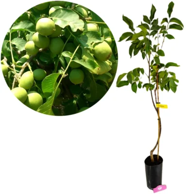 Juglans regia 'Chandler', Walnotenboom, Hoogte 100cm, 5 liter pot